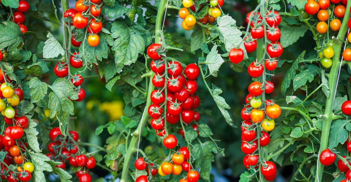 Tomatoes Growing